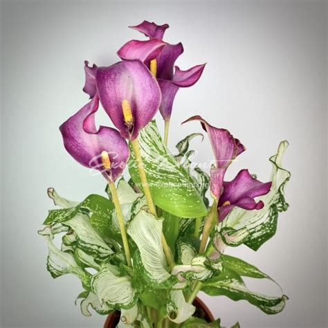 Calla Frozen Queen | Exotic Plant Shop