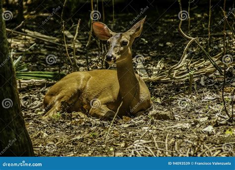 Venado Deer In Riviera Maya Mexico Stock Photography | CartoonDealer ...