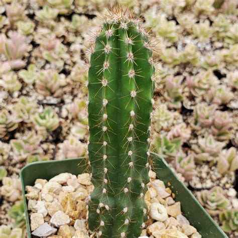 Get "Peruvian Apple Cactus - Cereus repandus" For sale - Planet Desert
