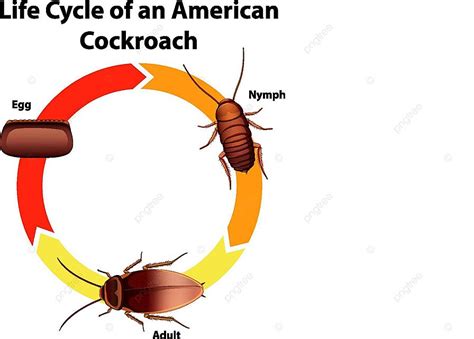 Diagrama Que Muestra El Ciclo De Vida Del Dibujo De La Cucaracha Aprender Insecto Vector Png