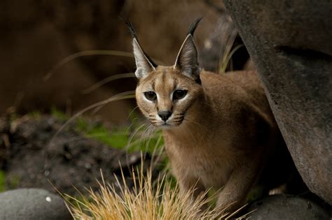 Is it Legal to have a Caracal Cat as a Pet? - Catman