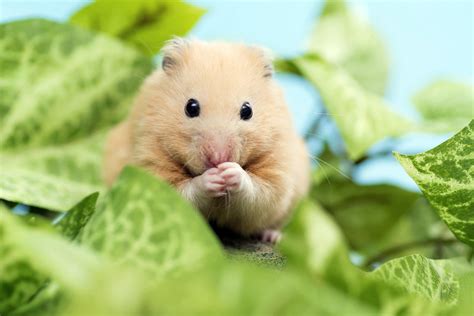 Hamster Keeps Eating Her Babies Wrocawski Informator Internetowy