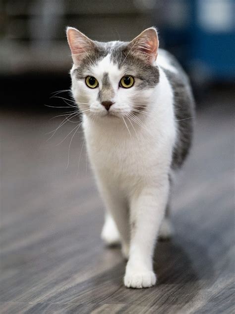 ADOPT A CAT – Evanston Animal Shelter