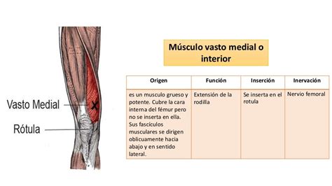 Anatomia Muslo