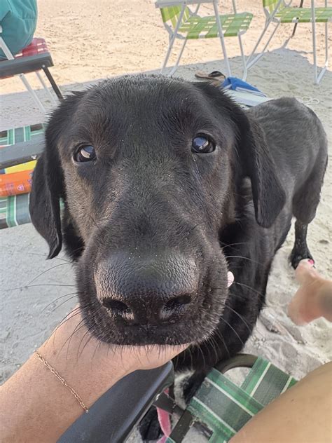 Retriever Rescue of Colorado, Adopt a Dog, Seela Age: 4 years Gender: Female - Retriever Rescue