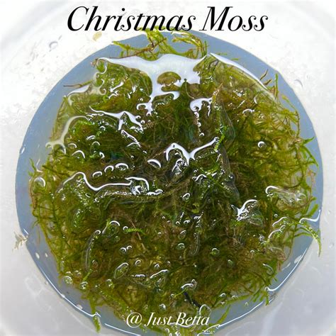 Mini Christmas Moss Aquarium Live Plant Aquatic Moss Aquascape