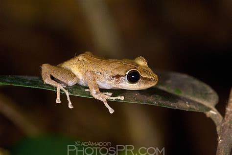 Coqui Frog Description at Donna Bradshaw blog