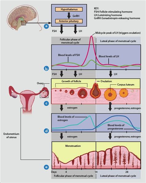 female-cycle | Hormones, Female reproductive system anatomy, Basic ...