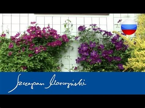 Клематис- опоры для клематисов - YouTube