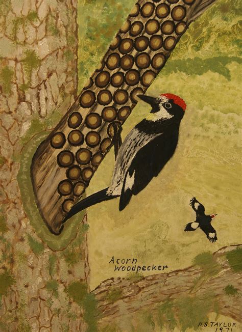 Acorn Woodpecker - The Living Rock Studios