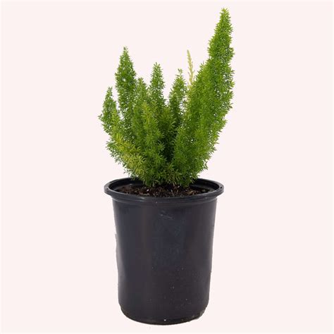 Buy Foxtail Fern Plants | American Plant Exchange – AmericanPlantExchange