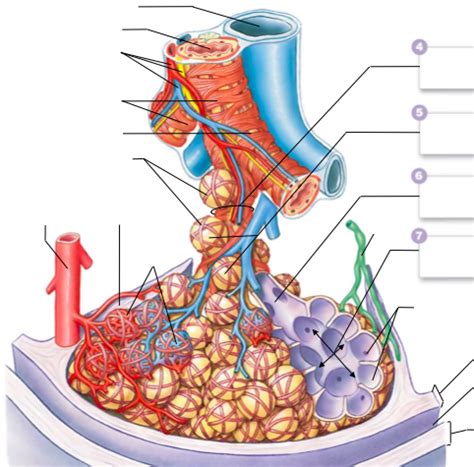 Bio Respiratory System Anatomy Bronchiole Alveolar Sac Diagram