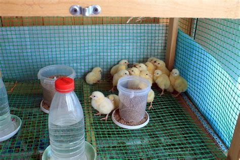 Домик для цыплят своими руками (143 фото) - фото - картинки и рисунки ...