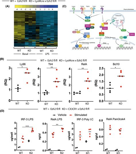 The Histone Methyltransferase Ezh2 Restrains Macrophage Inflammatory