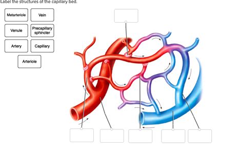 Diagram of capillaries (bio) | Quizlet