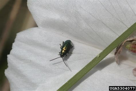 Apple Flea Beetle Altica Foliaceae