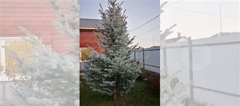 Ель голубая, сосна Веймутова купить в Борисоглебске | Товары для дома и ...