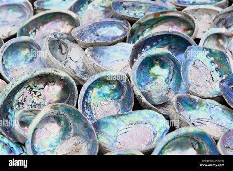 New Zealand, Paua Shells, Haliotis iris Stock Photo - Alamy