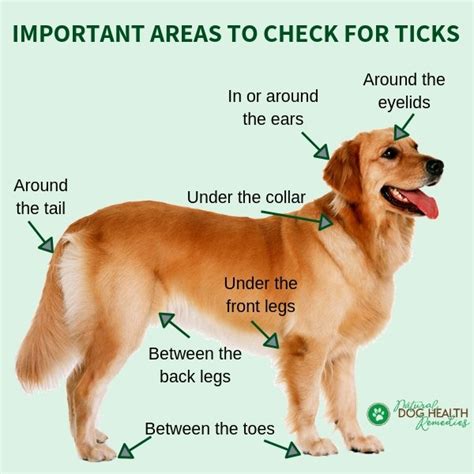 Remove Dog Ticks & Repel Ticks Naturally