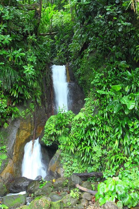 Waterfalls in Dominica, Caribbean Islands Stock Photo - Image of hillside, gourd: 47494284