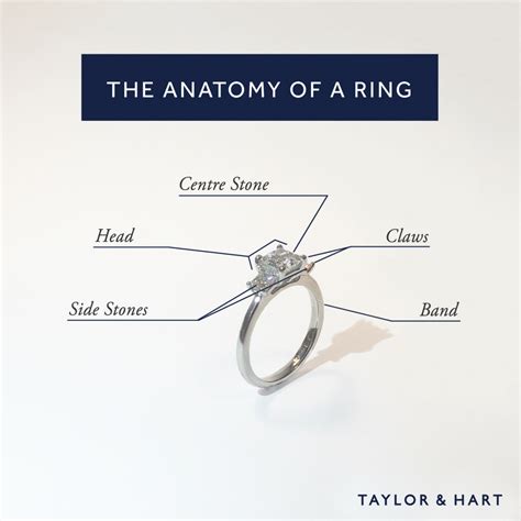 internal ring anatomy  kyle fisher blog