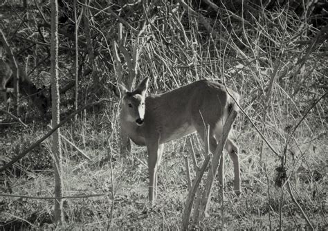 Whitetail Deer True Or False March 6 One Forest Fragment