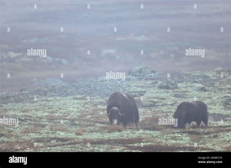 Musk Oxen Ovibos Moschatus Calf Wandering In The Autumnally Coloured