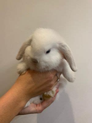 Mini lop eared rabbits for sale | UKPets