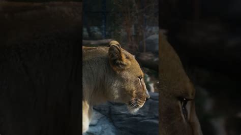 Zarina Tribute: Animal Spotlight #Zoo - Zoo Guide