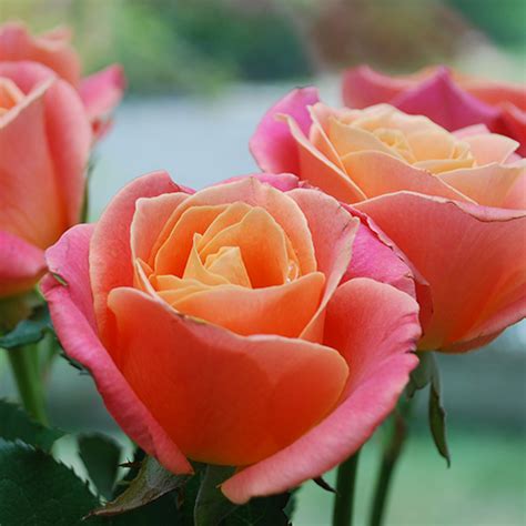 Proper Care of Roses - Ridgeview