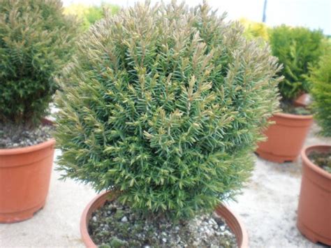 Западна туя Теди (Thuja Occidentalis Teddy) - Разсадник Хевис