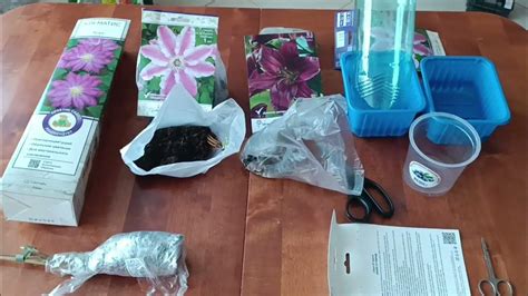 Как сохранить клематис до высадки в грунт? - YouTube