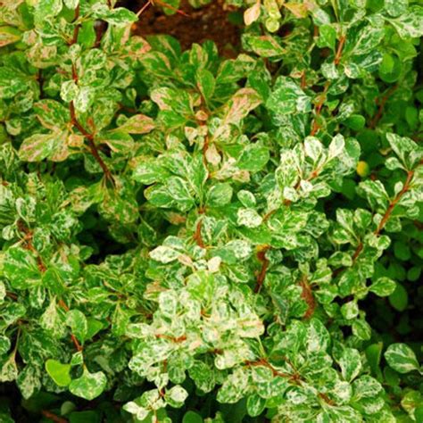 Барбарис Тунберга Корник: купить в Москве саженцы Berberis thunbergii ...
