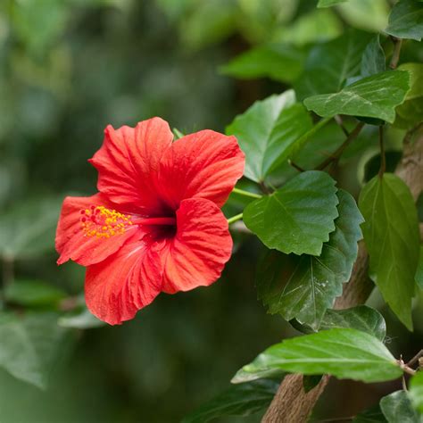 Hibiscus Flower Information In English Best Flower Site