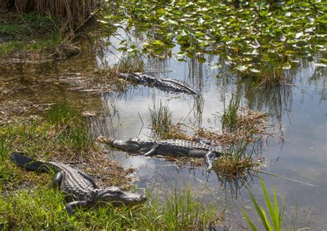 Are There Crocodiles In Florida? (Places To See Them!) – TravelPeri
