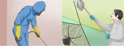 Пауки покинут дом навсегда! - Огород, сад, балкон - Медиаплатформа МирТесен