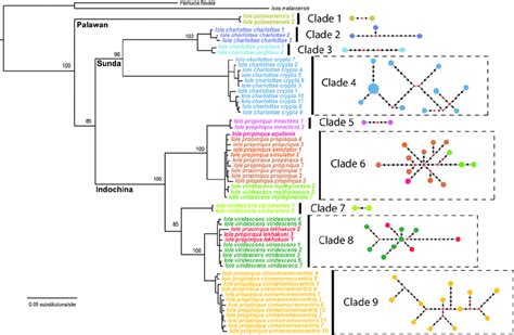 Concatenated Gene Tree Based On The Combined Mitochondrial Nd And