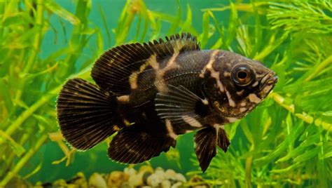 Best 10 Types Of Oscar Fish Detailed Guide Updated 2024