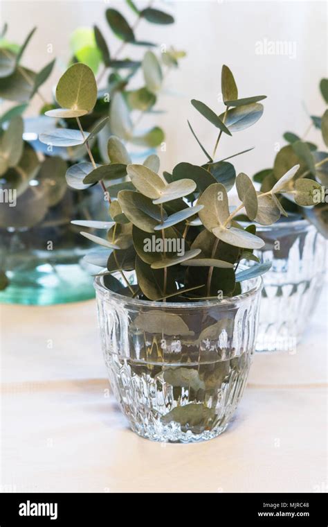 Eucalyptus Cuttings In Vases Stock Photo Alamy