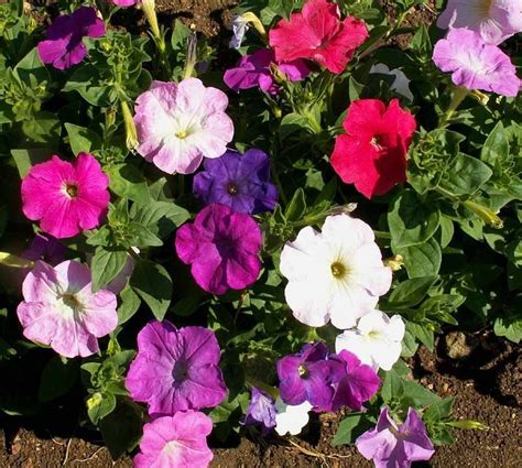Petunia Nana Compacta Mixed | Flowers | Premier Seeds Direct ltd