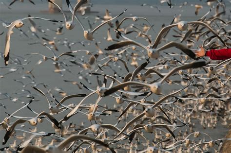 A Super Tuesday in the Democratic presidential race, readying for the Crufts dog show. These and