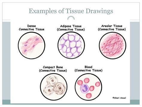 Blood Tissue Drawing at PaintingValley.com | Explore collection of ...