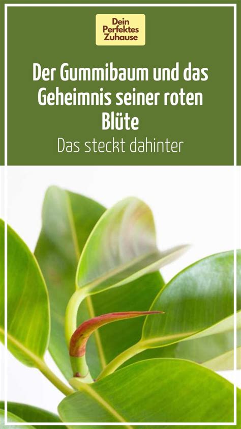 Der Gummibaum Und Das Geheimnis Seiner Roten Bl Te Das Steckt Dahinter