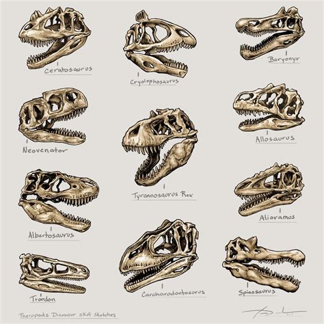 Dinosaur Skulls Illustration Dinosaur Art Dinosaur Illustration