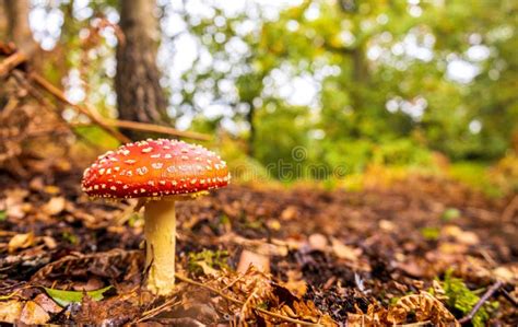 Forest Floor Mushroom Stock Image Image Of Environment 232454671