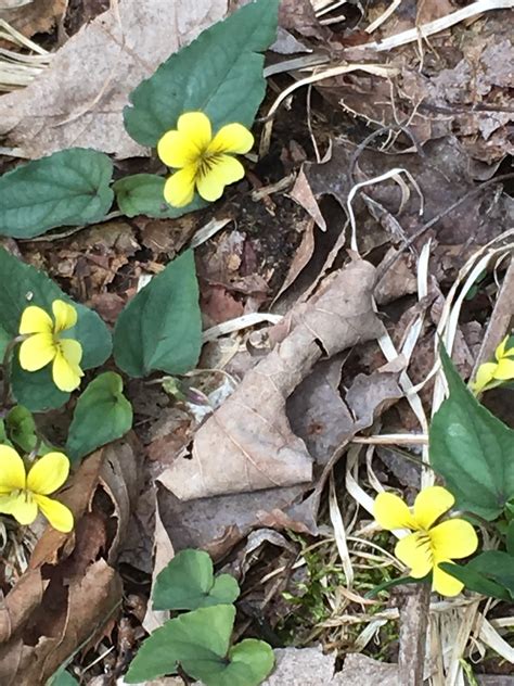 how to plant an apple tree