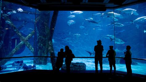 Audubon Aquarium Of The Americas In New Orleans Aquarium Views