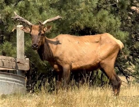 Two Montana Elk Test Positive For Chronic Wasting Disease