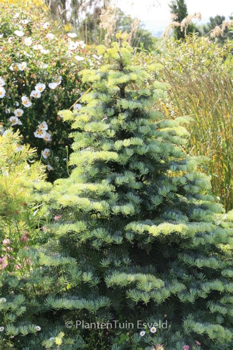 Abies Concolor Archers Dwarf Poppins Plants