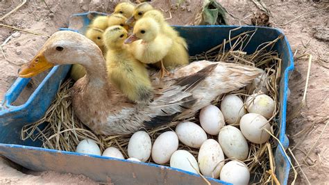 Amazing Pekin Duckling Hatching From Eggs Cute Cute Baby Duckling